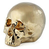 what do skulls represent