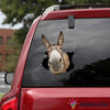 Funny Donkey Car Sticker NHD